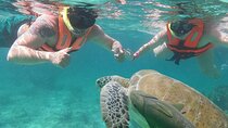 Snorkeling with sea turtle and Cenote Tour