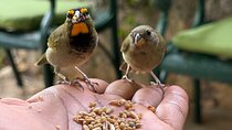 Bamboo rafting and bird sanctuary tour from Montegobay