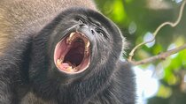 Explore Manuel Antonio Wildlife and Beaches National Park