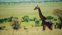 Tarangire National Park Private Tour Day Trip