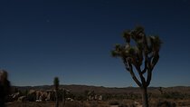 Joshua Tree National Park Private Adventure from Los Angeles