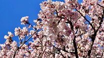 Shizuoka and Izu City Cherry Blossom Private 2 Days Tour