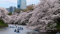 Tokyo City Cherry Blossom Private Sightseeing Tour 