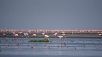3-Day Safari Adventure to Mount Ol Doinyo Lengai and Lake Natron 