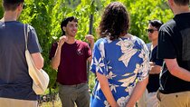 Guided Tour of the Cellars with Wine Tasting and Lunch