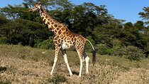 4 Days 4WD Private Maasai Mara, Nakuru Parks with Lodge LUXURY