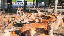 Nara Early Bird Tour (Osaka Departure Option)