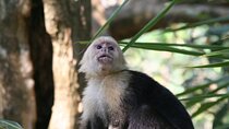 Explore Manuel Antonio National Park with Expert Guide Luis