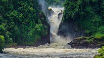 7-Day Gorilla and Chimpanzee Trekking with Game Drive