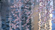Nagoya City Cherry Blossom Private Sightseeing Tour 