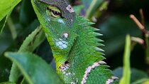 Sinharaja Rainforest Trekking All Inclusive Tour from Hambantota