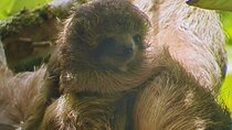 Private Rainforest Day Tour: Sloths, Waterfall, Bridges & Coffee 