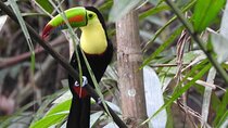 Highlights of Birdwatching and nature in the Pipeline Road 