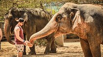 From Delhi: Taj Mahal Sunrise Tour with Elephant SOS Centre