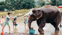 From Delhi: Taj Mahal Sunrise Tour with Elephant Conservation