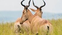 5 Days Private Mid Range Safari 