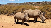 Aquila Game Reserve Safari with Park Fees Transport and Lunch
