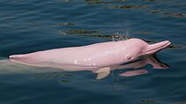 Dolphin Watching Tan and Pig Island Tour from Koh Samui 