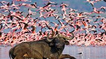 5 Days Masai Mara and Great Lakes Group Sharing Safari