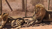 Cape Town Aquila Game Reserve Big 5 Safari with Lunch & Transport