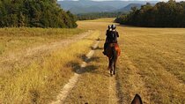 The Healing Hills Experience