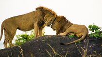4 Day Uganda Wildife Safari Tour Kidepo Valley NP