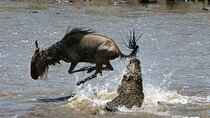 6 Days Arusha Private Tour