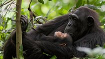 5 Day Rwanda Gorilla, Chimpanzee, and Game Safari