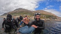 Snorkeling the African Sea Forest in Cape Town (Incl. GoPro Rec)