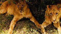 Tanzania Safari Odyssey Culture and Wildlife Unleashed 9 days