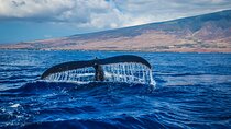 Private Guided Whale Watching Activity in Hermanus 