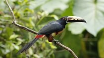 Anura Eco-tour guided by a biologist