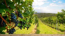 Casablanca Valley Wine Escape Private Vineyard Tour and Lunch