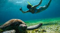 Private Tour Turtles Coral Reef Cenote Beach All inclusive 
