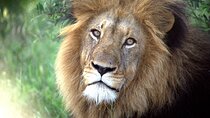 Addo Elephant National Park Private Tour