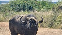 Half Day Game Drive at Nairobi National Park