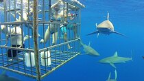 Gansbaai Private Shark Dive Experience