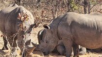 4 Day Experience Rhino Walk in Zambia, Botswana and Zimbabwe 
