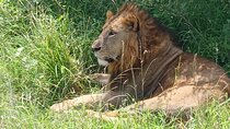 Half Day group joining Nairobi National Park Safari