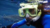 One Day Tour To Cano Island From Manuel Antonio