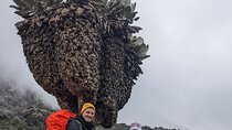 8 Days Mount Kilimanjaro Trek Via Lemosho