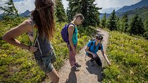 BANFF Medicinal and Edible Plants Nature Walk - 2 Hours 
