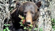 Banff Guided Nature Walk with Bear Country Safety Tips