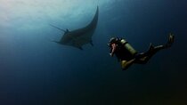 Fun dives Catalina Islands for Certified Divers
