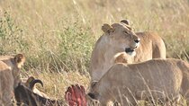 Nairobi National Park Half-Day Tour; Free Wi-Fi connection