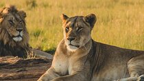 Nairobi National Park, Giraffe Centre & Kobe Beads Factory Trip