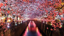 Sakura Nights Nakameguro Food and Drink Adventure