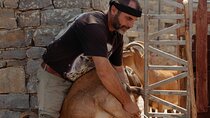 Shepherd For A Day