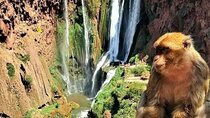 Ouzoud Waterfalls Full-Day Tour from Marrakech