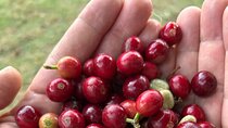 Community Organic Coffee Tour in San Lorenzo Antigua 